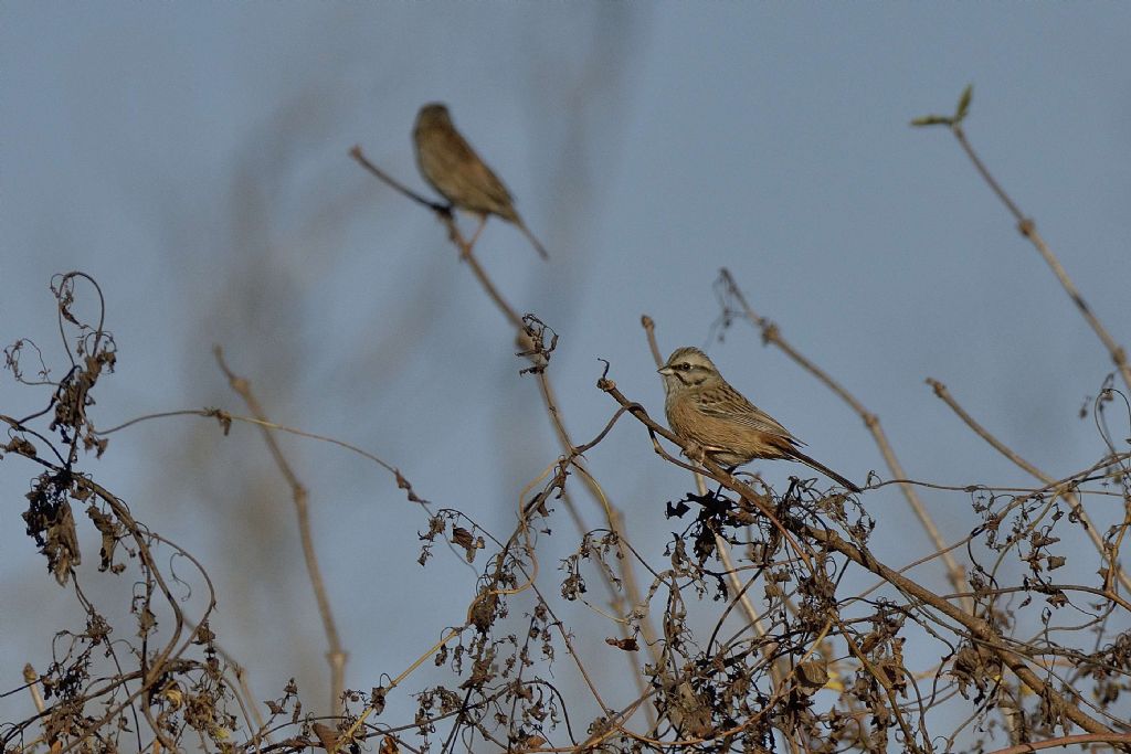 Uccellino da identificare:  Zigolo muciatto (Emberiza cia)